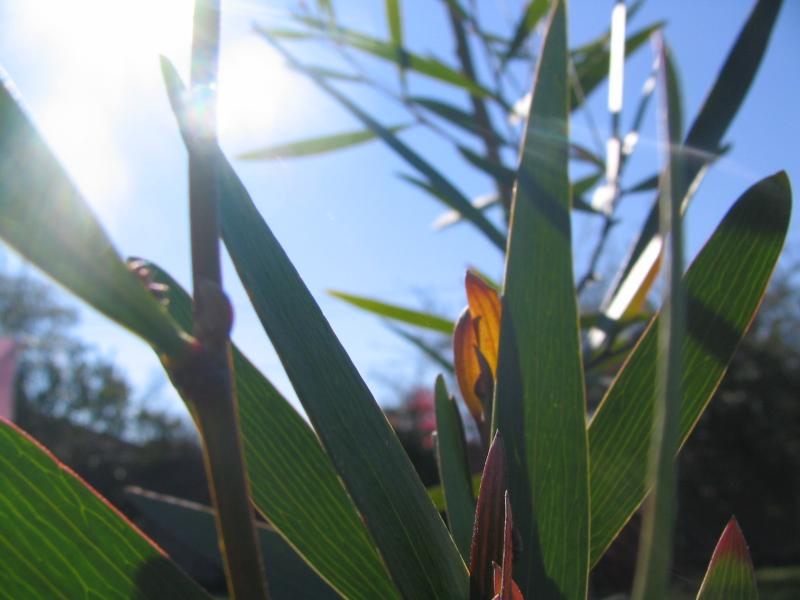 Acacia longifolia