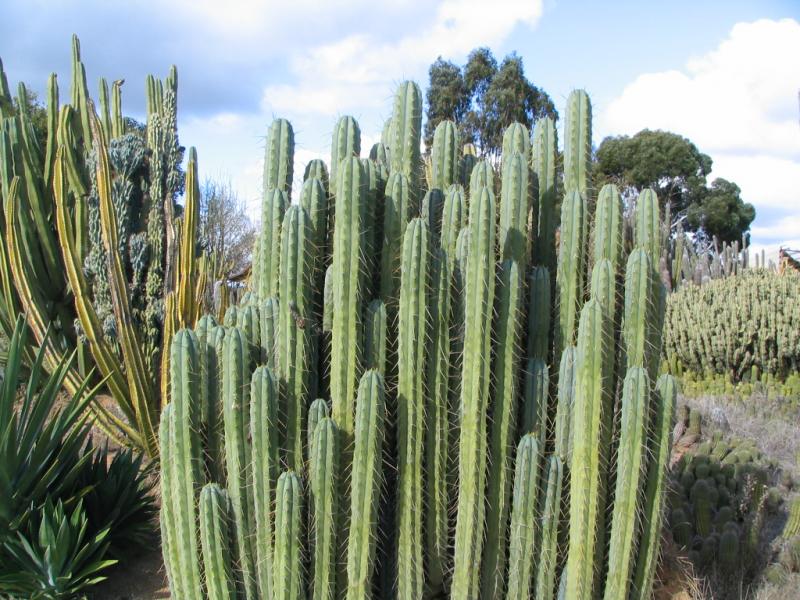 T. bridgesii