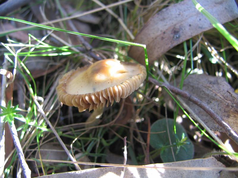 psilocybe