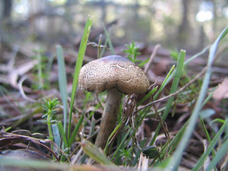 psilocybe