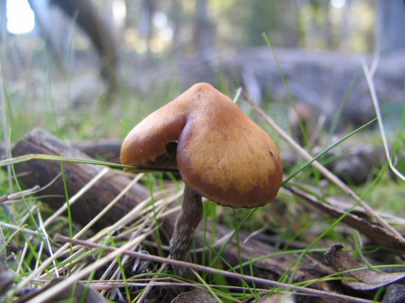 Psilocybe