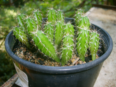 T. bridgesii x T scop