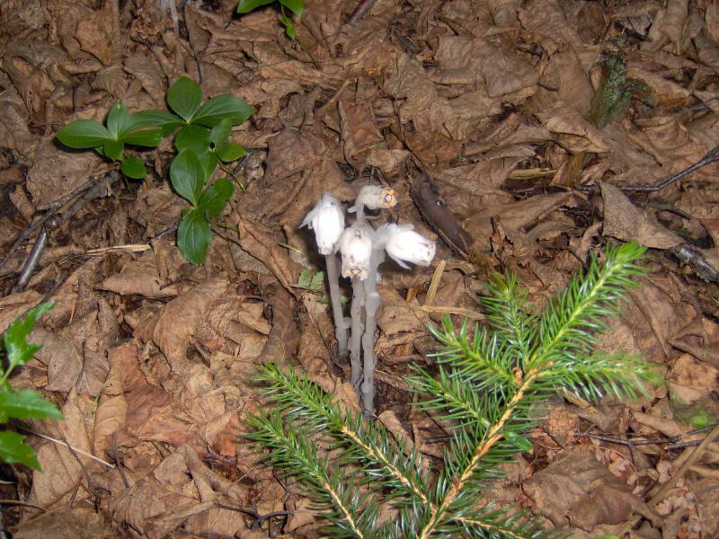 Monotropa uniflora