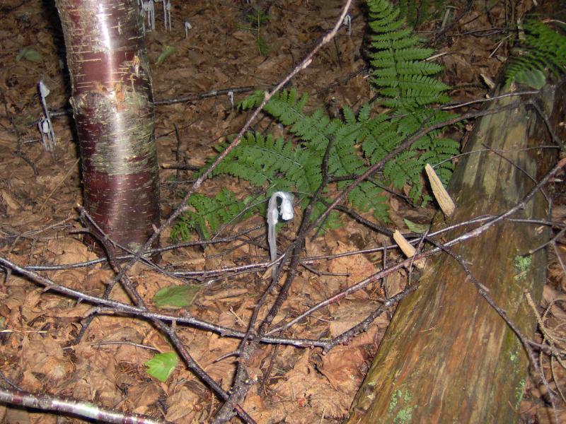 Monotropa uniflora