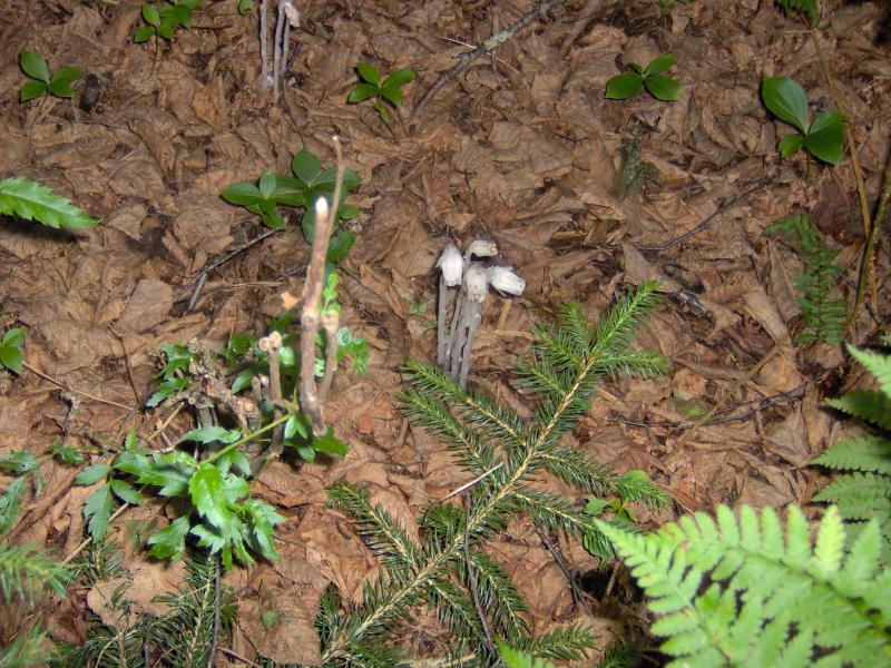 Monotropa uniflora