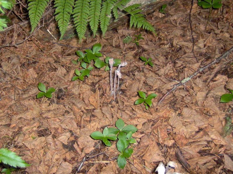 Monotropa uniflora