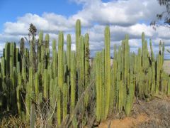 Lotsa bridgesii