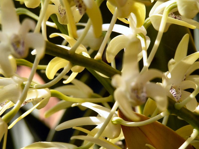 Australian Native Orchids