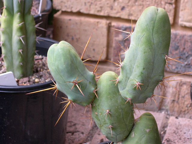 T. bridgesii monstrose