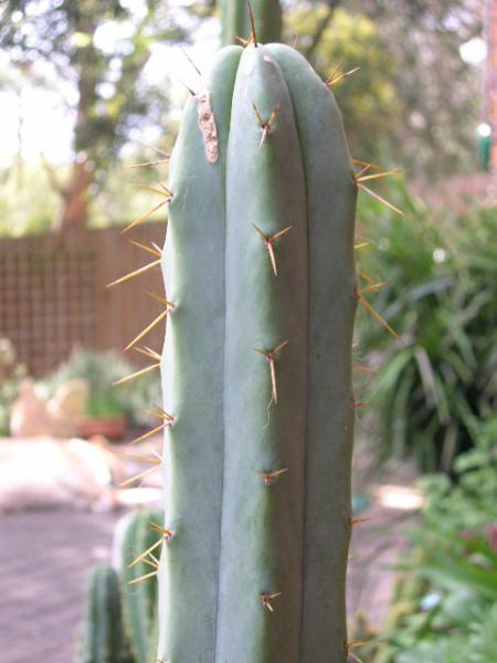 T. bridgesii