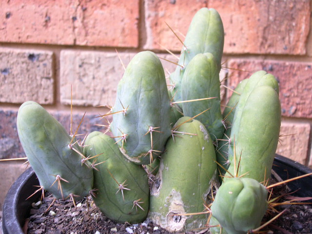 T. bridgesii monstrose