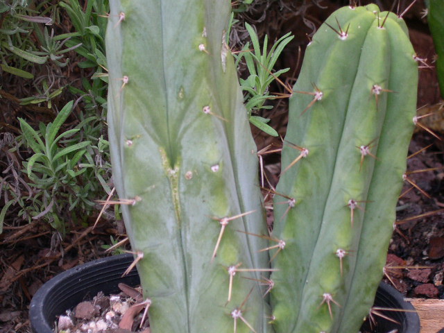 T. bridgesii