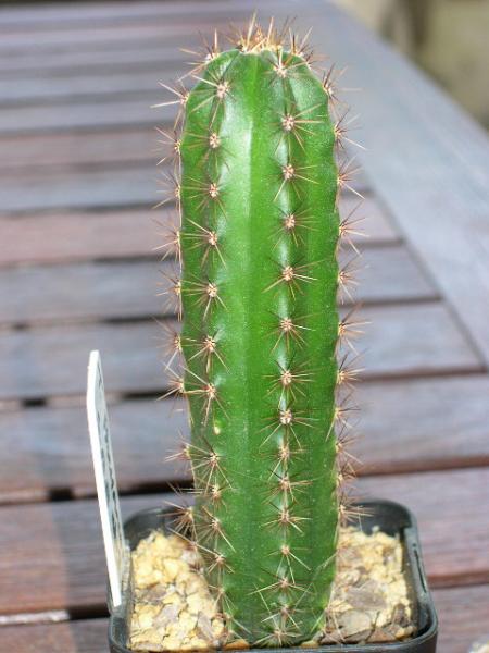 T. pachanoi seedling