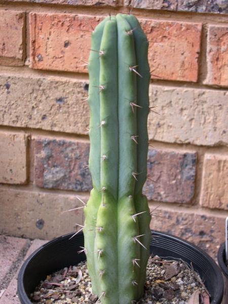 T. bridgesii