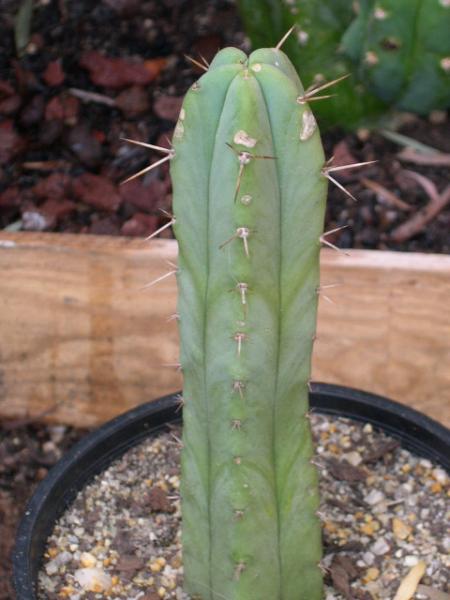 T. bridgesii