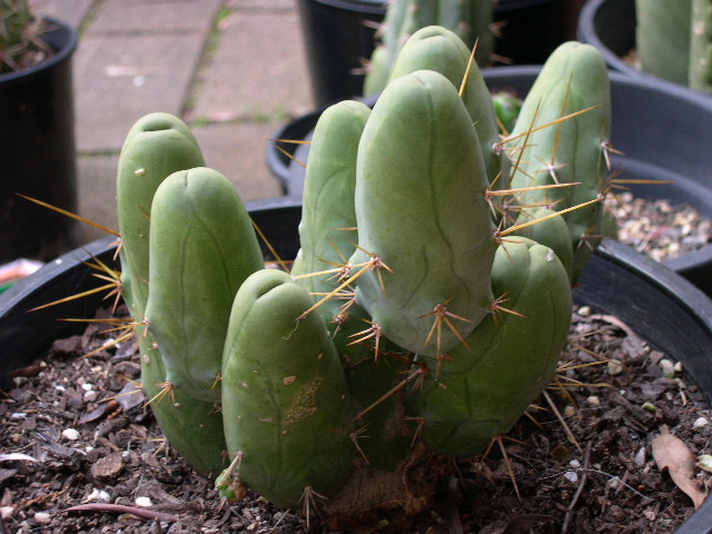 T. bridgesii monstrose