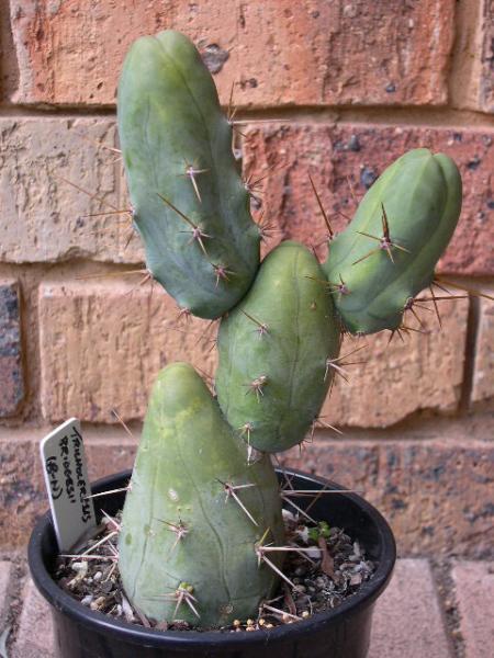 T. bridgesii monstrose