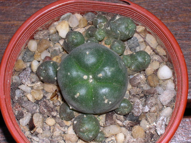 Lophophora...