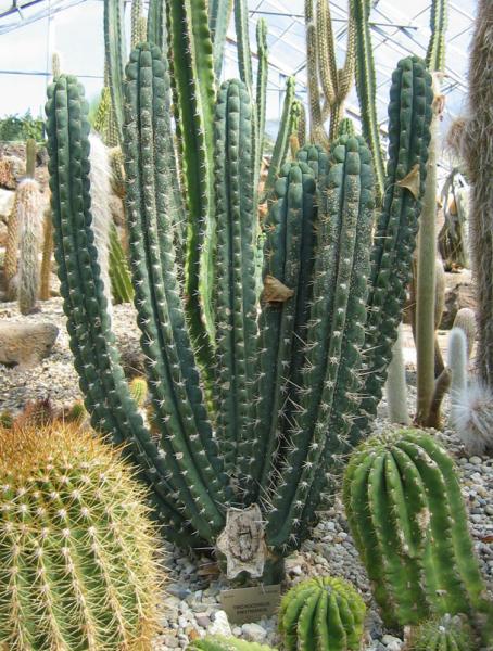 Trichocereus knuthianus??