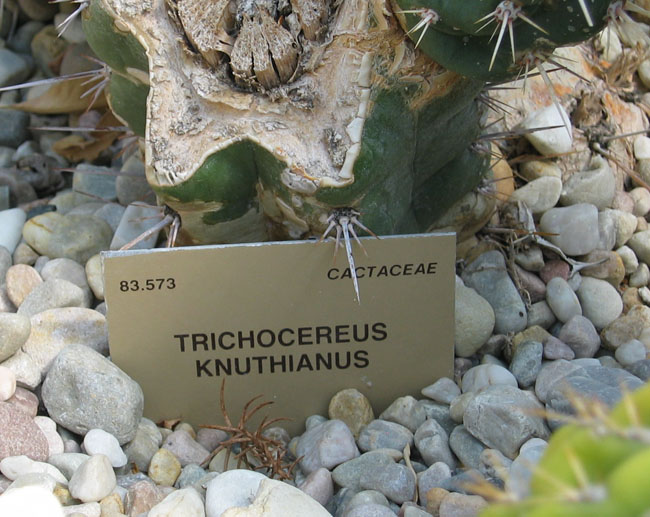 Trichocereus knuthianus