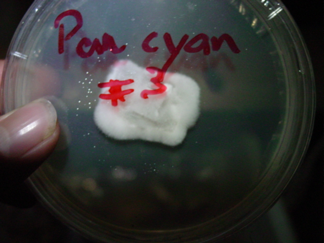 Pan cyan culture