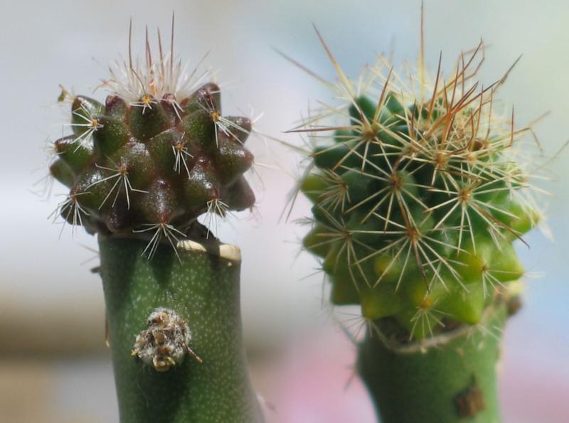 Mammillaria grafts