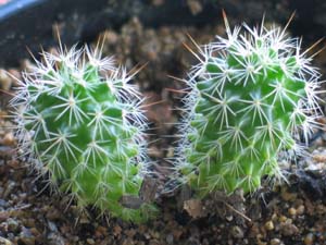 Happy ungrafted Mammillaria Jan 2006