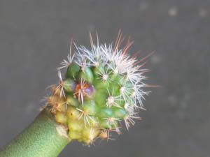 Mammillaria grafts- same ones- Oct 2006