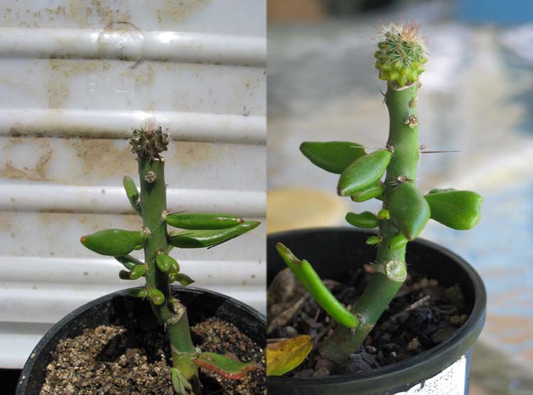 Mammillaria grafts again