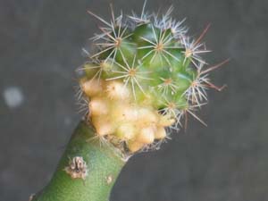 Mammillaria grafts October 2006