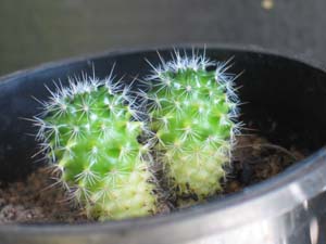 Same ungrafted Mammillaria October 2006