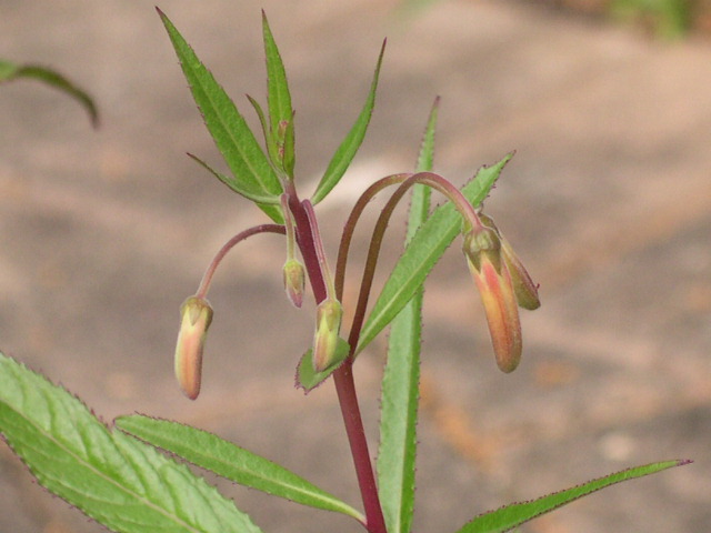 Lobelia sp. about to flower