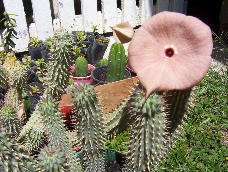 hoodia in flower