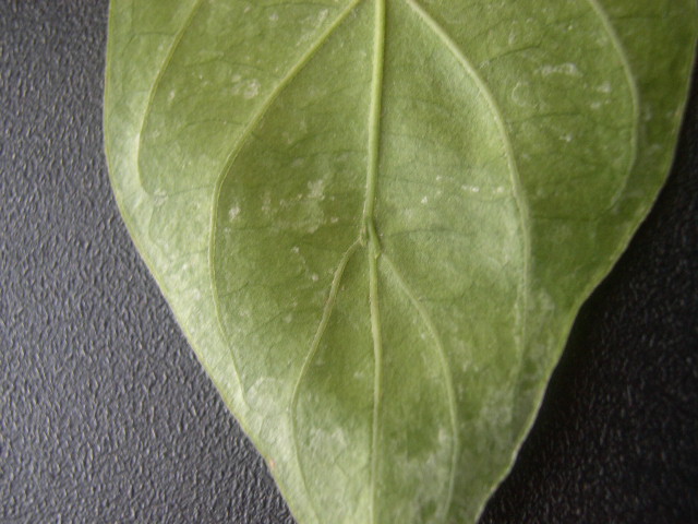 Psychotria viridis leaf (3)