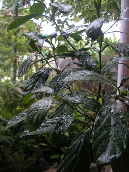 Psychotria viridis (2)