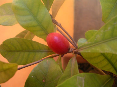 Miracle Fruit (3)