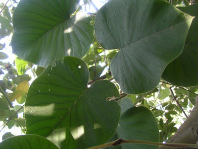 Hawaiian Baby Woodrose