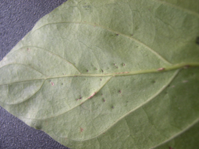 Psychotria viridis leaf (4)