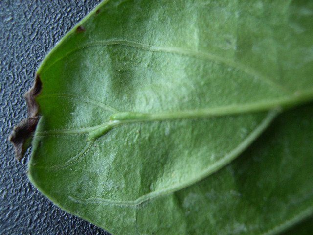 Psychotria viridis leaf (2)