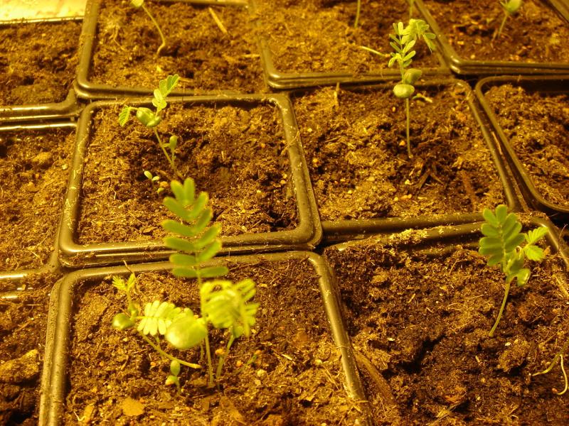 seedlings1.JPG