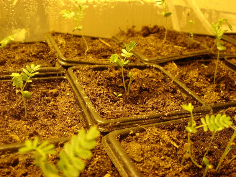 seedlings2.JPG