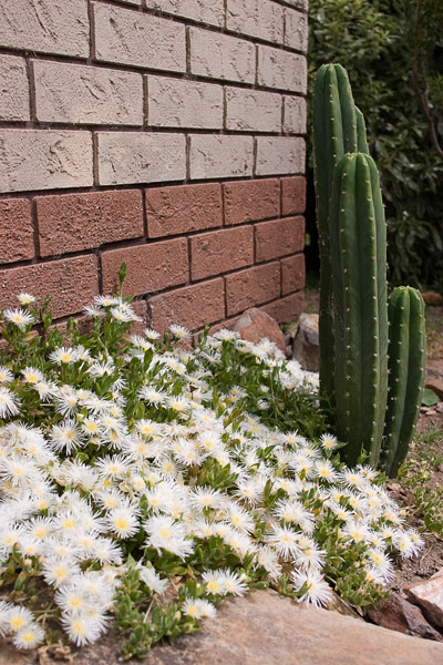 Sceletium flowering, pachanoi