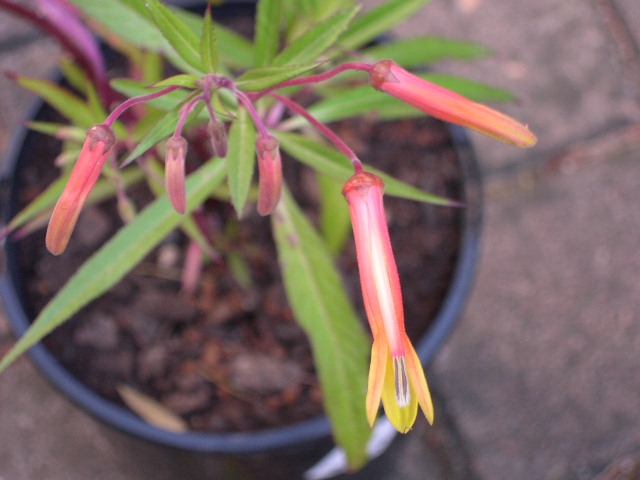 lobelia sp again