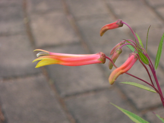 Lobelia spp. flowering