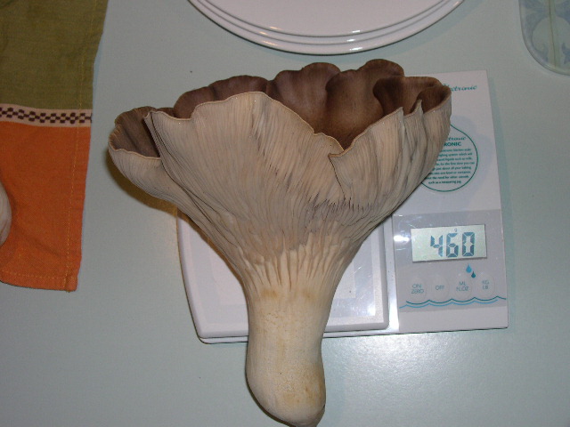 Large eryngii