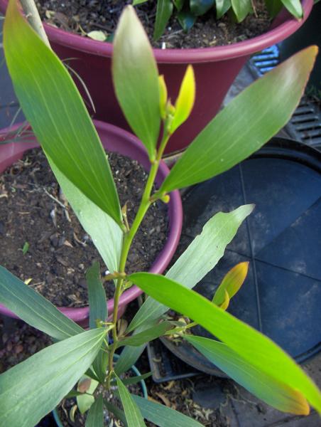 acacia obtus seedling