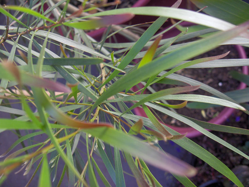 acacia maidenii