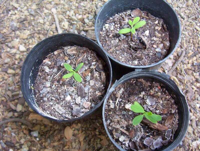 Erythroxylum australis seedling