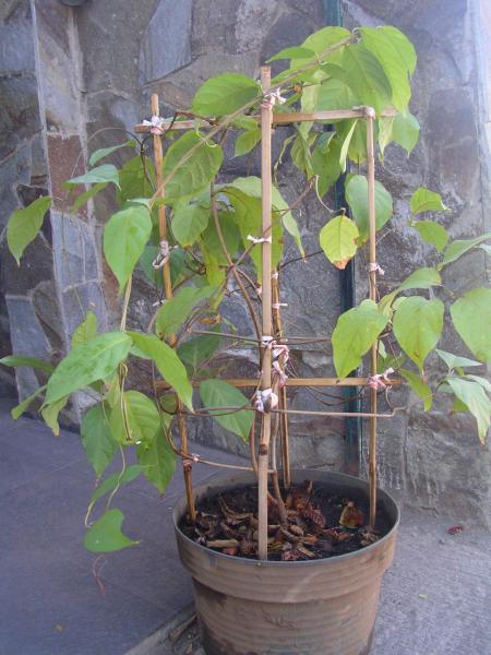 Banisteriopsis caapi (2)