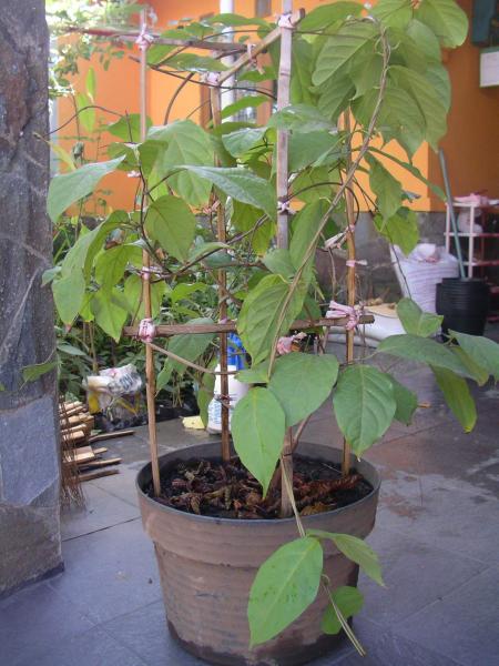 Banisteriopsis caapi (3)